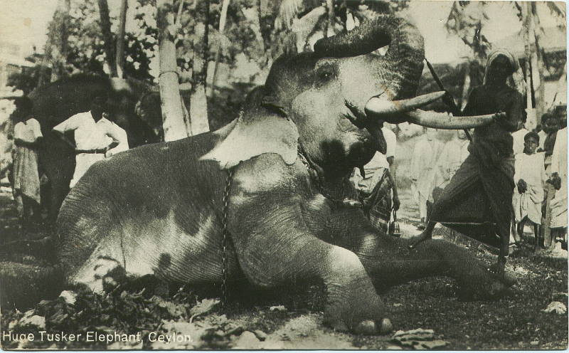 A P Stringfellow Forces Postcard 1.jpg